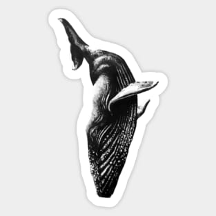 Whale of a Tale Sticker